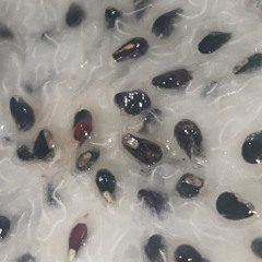 live at bossa for CHUFFED (rough cut)