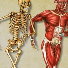 Muscles And Bones Mash 1