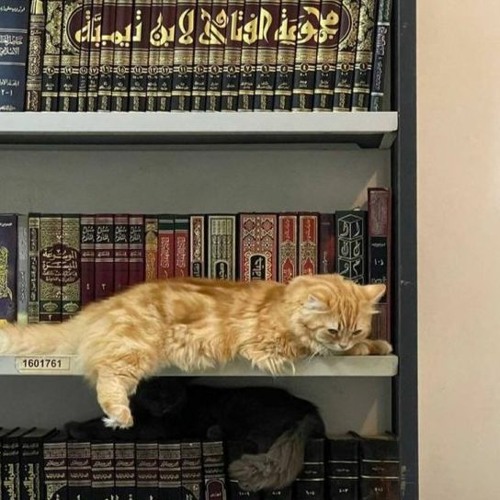 . طـويل الشــوق