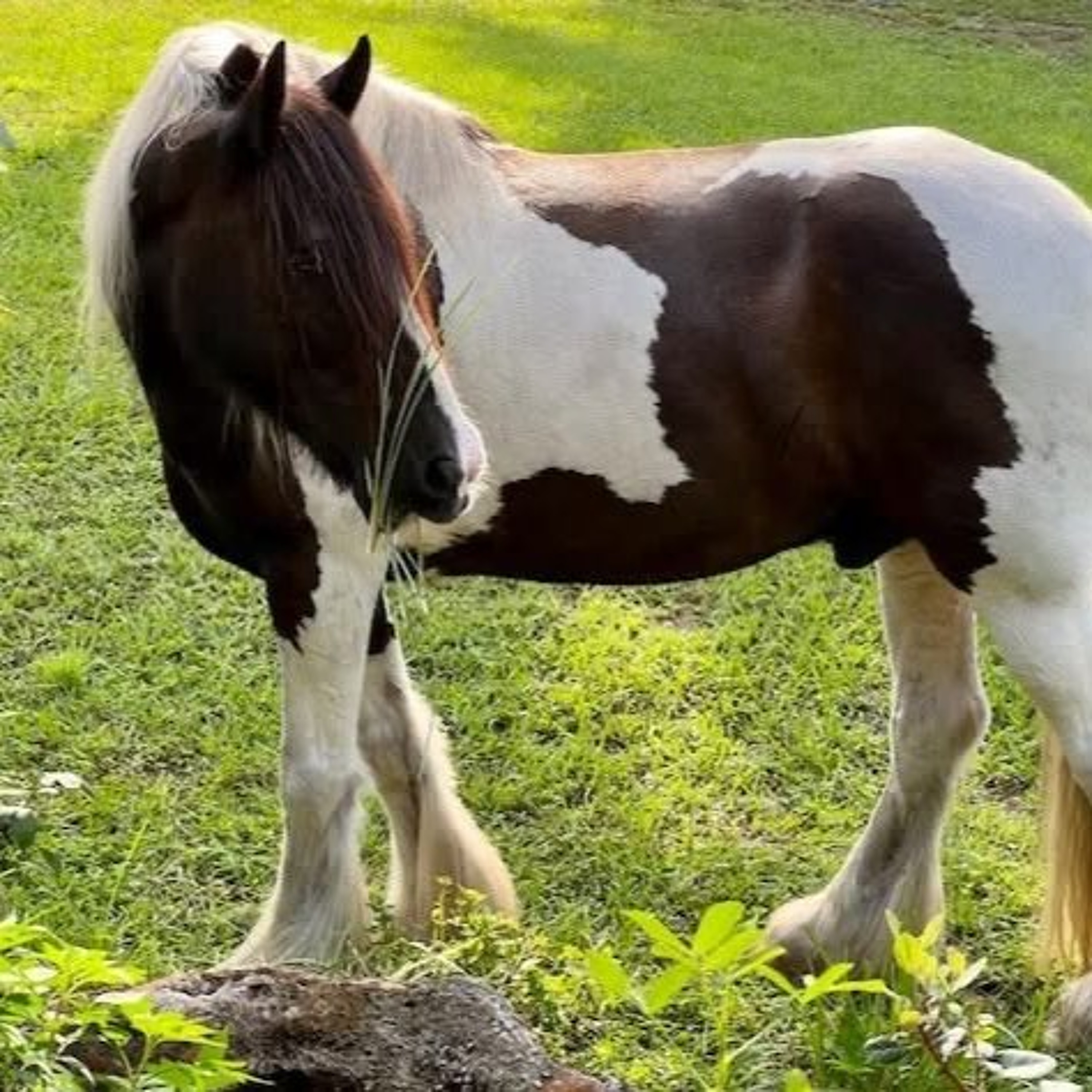 The Horse Talk Show: Bridle Up Hope, Florida Farrier Service, and MORE! episode artwork