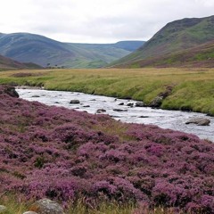 Wild Mountain Thyme