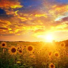 SUNFLOWER RADIATION (demo) 2025