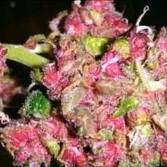 islurwhenitalk - pink weed +prod SxxlxB vampjerk