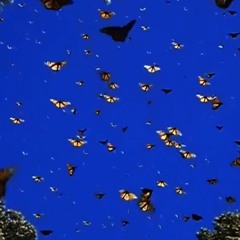 golden freestyle 2 prod. flowrency