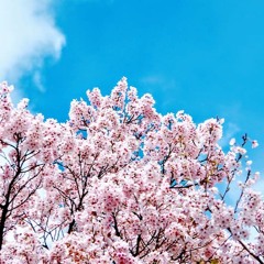 Hanami
