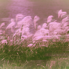 descomponiéndome en la naturaleza