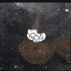 we dont want more daylight