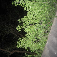 release (@fiftyzeros)