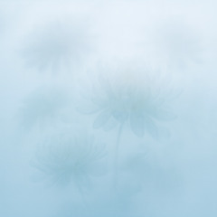 ambient @6 ”chrysanthème”