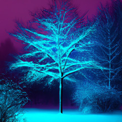 Snow Tree