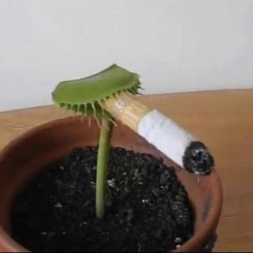how it feels to die on narcotics
