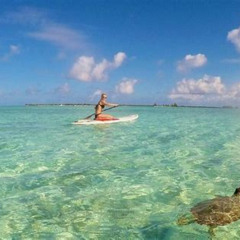 Review Special Price Turtle Eco Tour On Standup Paddleboards Or Kayaks Into The National Marine Park