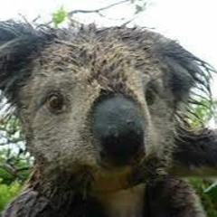 Nekfeu Hyperpop Koala