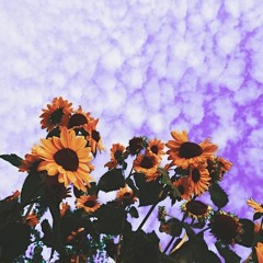 sunflowers for breakfast