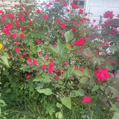 Stand proud by RomeVa.mp3