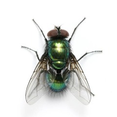 TOM JAMIESON 'FLEH IN MEH EH' (Fly In My Eye)