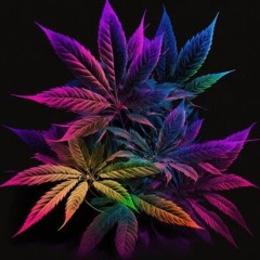 MS INDICA FREESTYLE