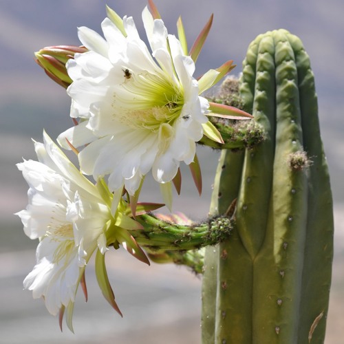 Set El ABUELO -Echinopsis Pachanoi
