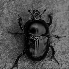 We Can Work It Out (The Beatles Cover)