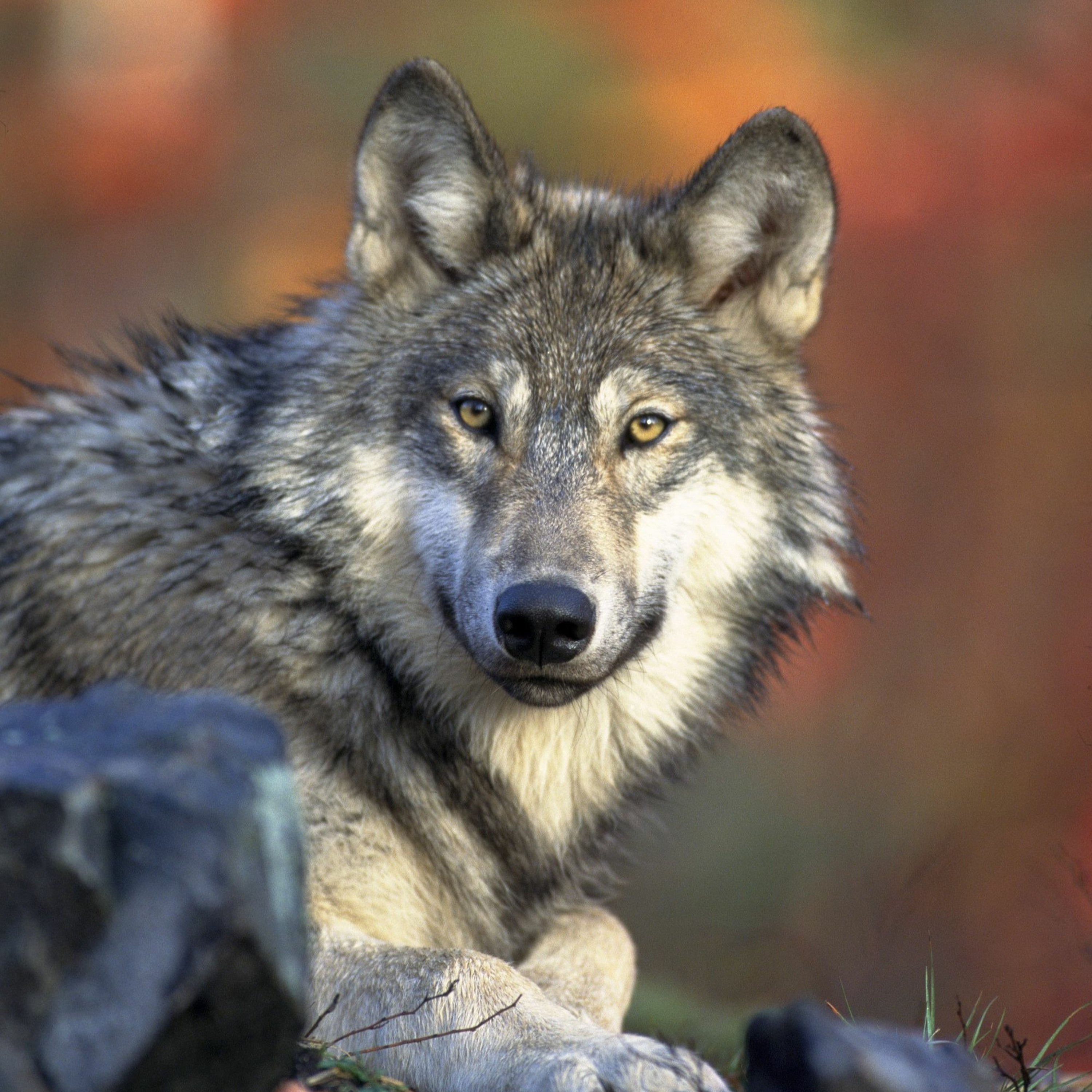 News Brief Sept. 16 | Gordon to "Combat" Biden Mandates, Teton County Wants Your Housing Info episode artwork