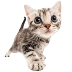 SUNDAY R!NGTONE - BIMBY1CATS (THIRTY-FOUR REMAKE)