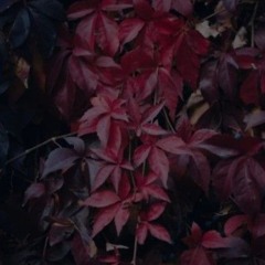 아돈워너다이오픈벌스!