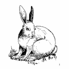 Artctic Hare (Homage)