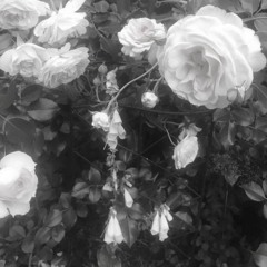 ･*:.｡. .｡.:*･゜ﾟ･*