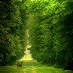 อาคาลอินดอร์ชานซอนคาร์โลรุทซาคาลามาลา free background FREE DOWNLOAD