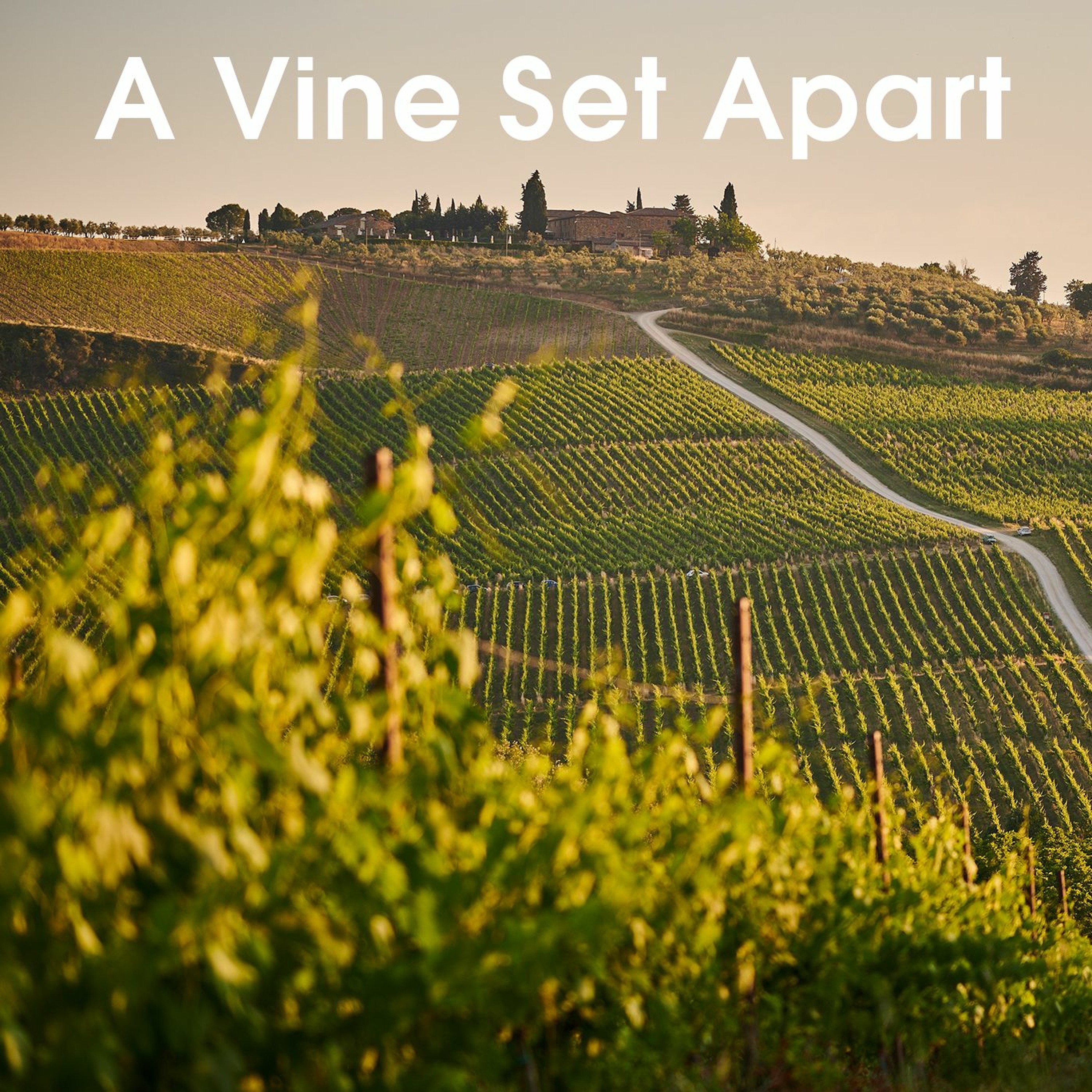 A Vine Set Apart episode artwork