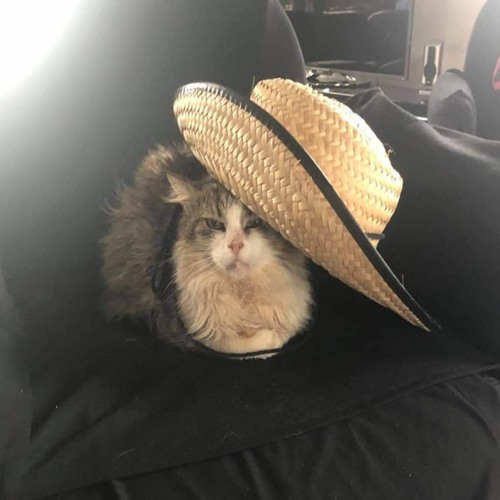 Stream Pepper piano by Thor Verstraeten Listen online for free on SoundCloud