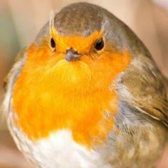 The new Bird Boy but it's just the beat and bird
