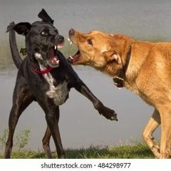 (lvgv x slawtererr) 🐕eat🐕 🌎 🐍🐍🐍 EVERYBODY FAKE! PT 2 (prod. lvgv)