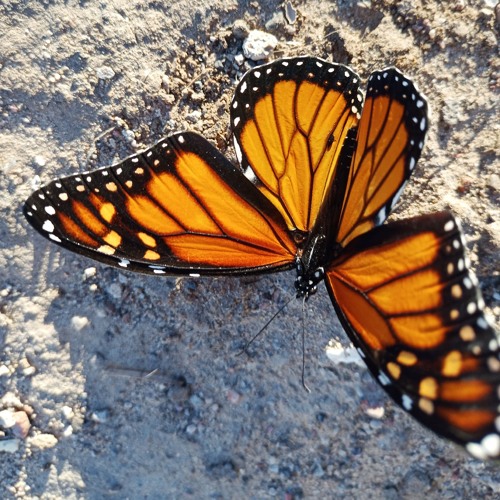 05 Anthony 2nd round.m4a