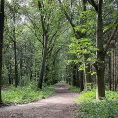 Wandelen in de Maasduinen