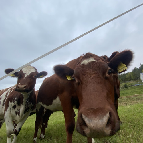 EN LITEN PRIKK PÅ EN BLÅ BALL (ELPPEBB)