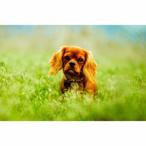 Stream Here’s What Happens If You Don’t Take Your Dog for a Walk by Pawpail Listen online for