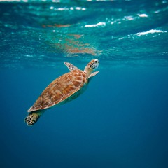 Relaxing UNDERWATER SOUNDS