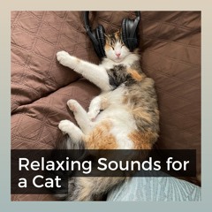 Soothe Your Pet