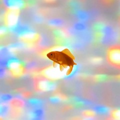 Gold Fish Bike (live.ver)