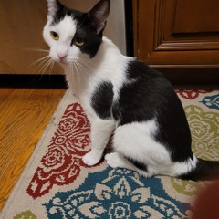 obscure vocaloid! :3