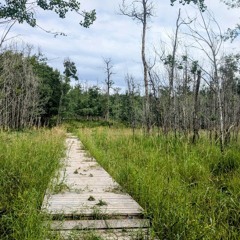 Beaver Hills Ambient 2024-07-30