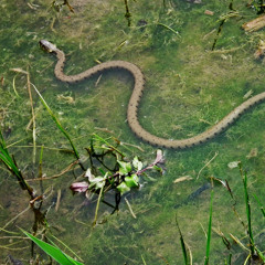 snake18k - into the night garden 12.2025 - rough radio roma