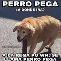 el perro pega (a l o n y alcornoque!)