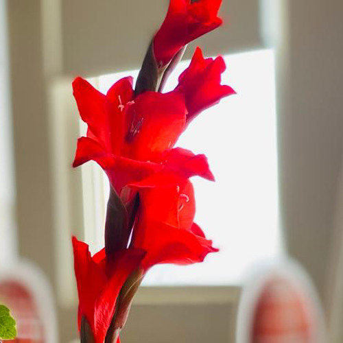 Da Yaar Ghama - Abdul Ghani Khan - Sardar Ali Takkar -