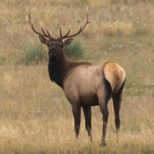 Panhandle Afield: Elk Plan