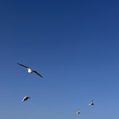 Small bird