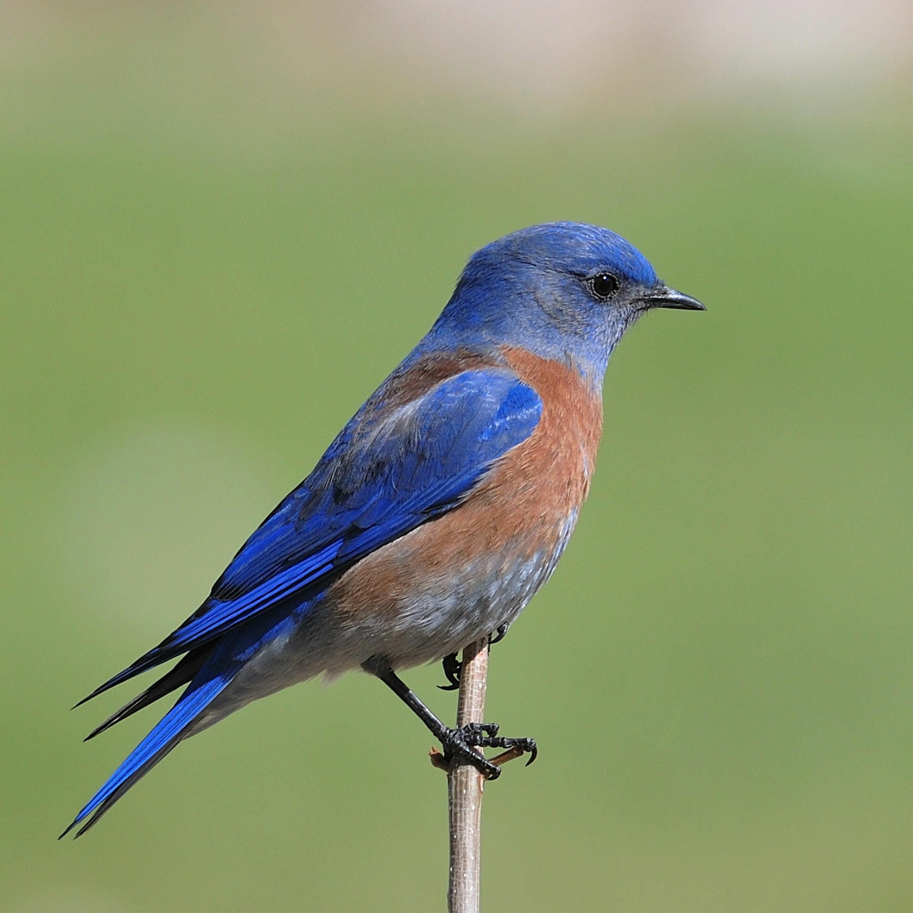 New Study Links 2020 Migratory Bird Mass Deaths to Wildfires episode artwork