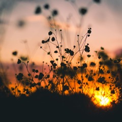 ORGANIC | MELODIC | PROGRESSIVE Vol. 1