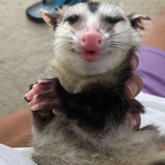 Saucin' Possum - Triptorium 2024